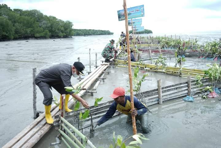 Bupati Asahan dan Forkopimda Tanam 10.000 Pohon Mangrove