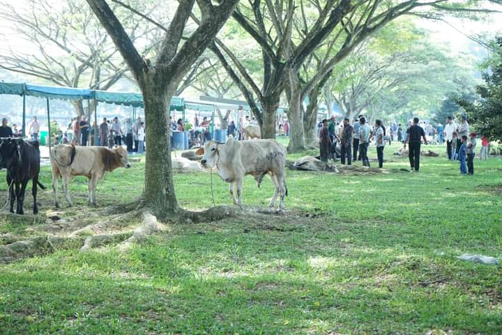 Sebanyak 3.811 Ekor Hewan Qurban di Sembelih di Kabupaten Asahan